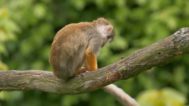 Common squirrel monkey (Saimiri sciureus)