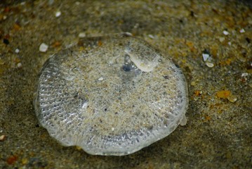 Seashells and Jellyfish Washed Ashore in the Outer Banks of North Carolina