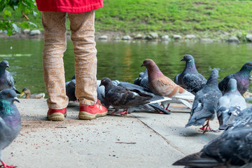 Fototapeta premium The girl feeds the birds in the park