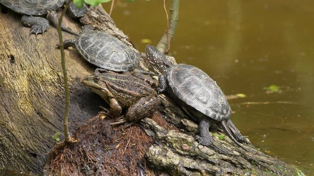 European pond turtle - ungraded footage