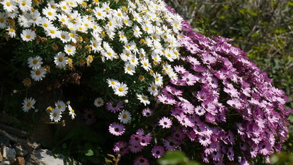 Primavera in Liguria