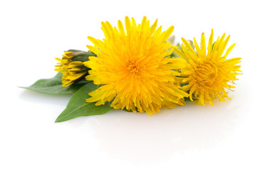 Two dandelions with leaves.