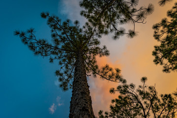 Looking up at a pine tree with a a colorful background of blue sky and orange clouds at sunset