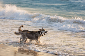 Husky dogs bathe in the sea, play on the shore in the early morning
