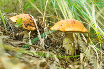 Mushroom boletus in the forest bathed in natural light.