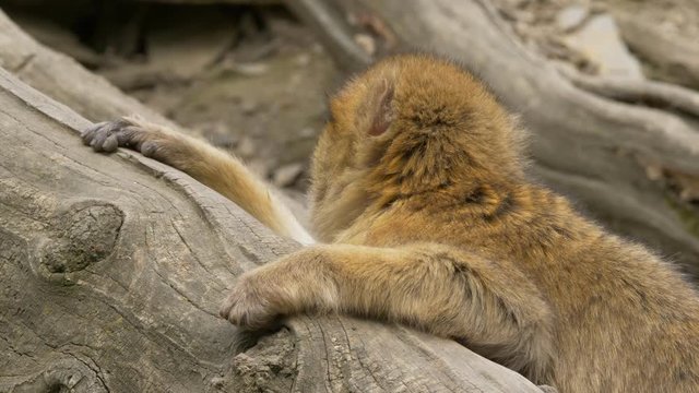 Barbary macaque - ungraded footage
