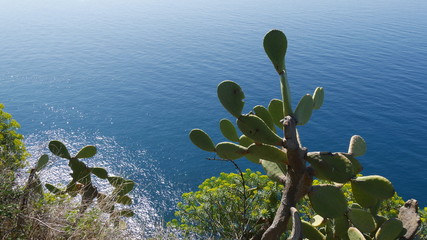 Scogliera alle Cinque Terre in Liguria