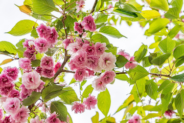 Frühlingserwachen, rosa Baumblüten vor weißem Hintergrund