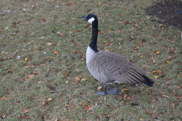 Goose
