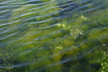 Detailed view of the sea plant underwater