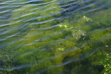 Detailed view of the sea plant underwater