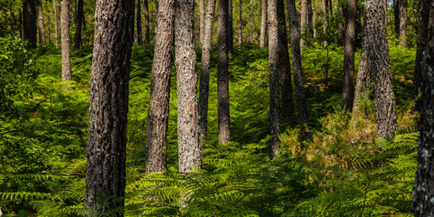 ferns in the forest of the Landes, in the south of France
