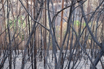 Burnt Forest, during Wildfires In Portugal