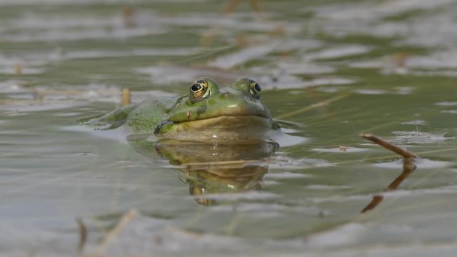 Marsh frog (Pelophylax ridibundus) sitting in water - ungraded footage