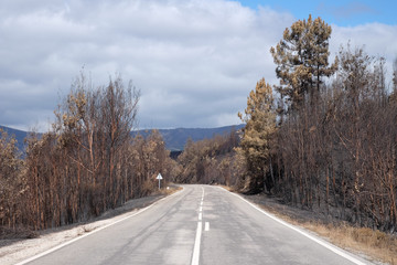 Obraz premium Road trough Burnt Forest, during Wildfires In Portugal