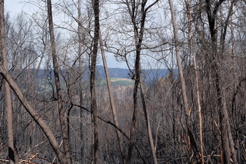 Burnt Forest, during Wildfires In Portugal