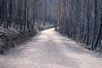 Gravel Road trough Burnt Forest, during Wildfires In Portugal