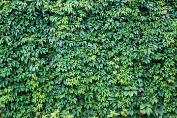 Background with green fresh wine leaves. Surface of the wall covered with wine leaves carpet.