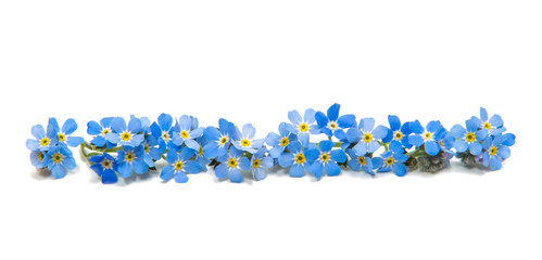 blue forget-me-nots isolated