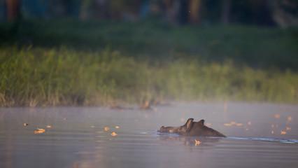 Wild boar swimming in water