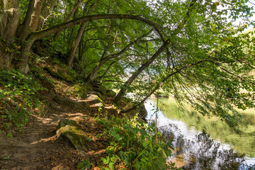 River in the forest with trees, wood, plants and summer clouds.