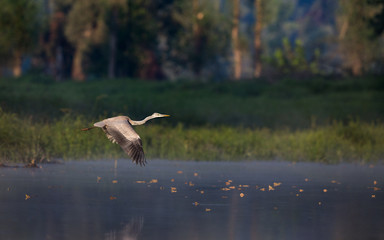 Grey heron flying over water