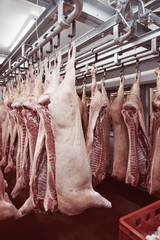 Pig carcasses cut in half in slaughtergouse, toned