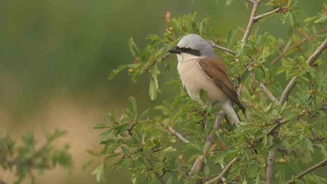 Red-backed shrike (Lanius collurio) - ungraded footage
