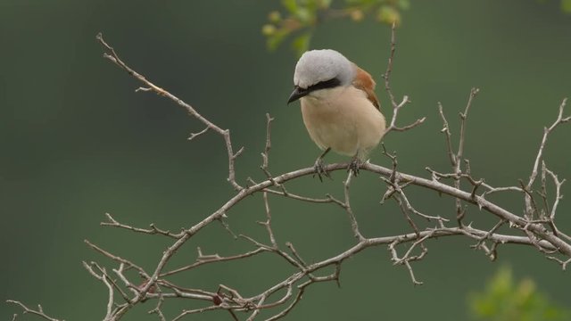 Red-backed shrike - ungraded footage