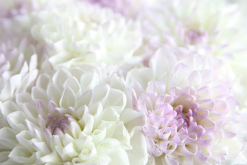 flower, leaf, summer, closeup, petal, floral, chrysanthemum, flora, color, beauty, macro, pink, nature, plant, white, spring, peony, garden, bloom, bouquet, blossom, 