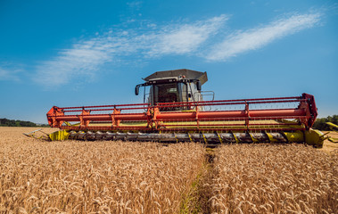 Combine harvester in action on wheat field. Process of gathering a ripe crop.