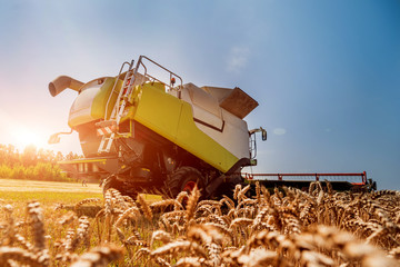 Combine harvester in action on wheat field. Process of gathering a ripe crop.