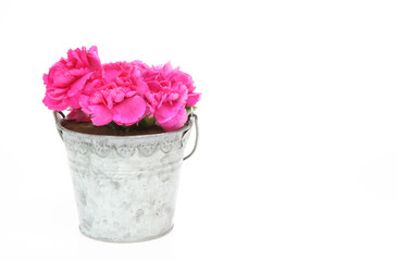 カーネーション