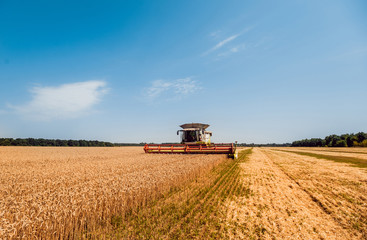 Combine harvester in action on wheat field. Process of gathering a ripe crop.