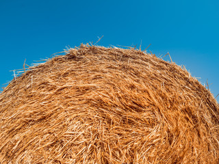 Straw bales at the wheat field. Summer