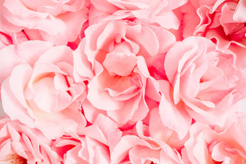 Close-up of pink rose flowers. Valentine's day or Mother's day postcard background. Flat lay, top...