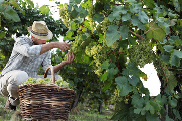 Wine Harvest Worker Cutting White Grapes from Vines with wicker basket full