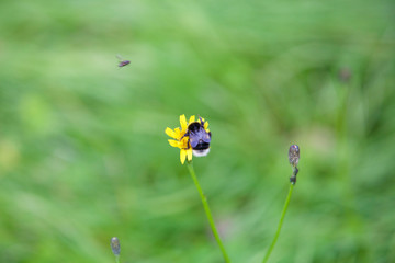 Un bourdon qui butine une fleur