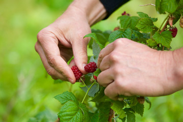 La cueillette des framboises 