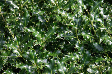 Leaves of the holly bush tree