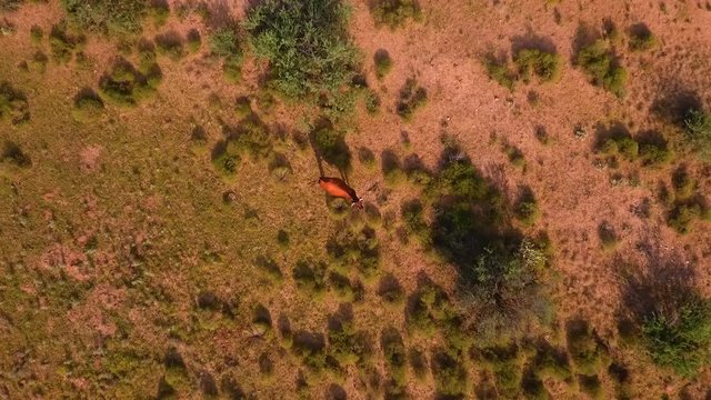 Aerial descending shot of a cow grazing in the desert