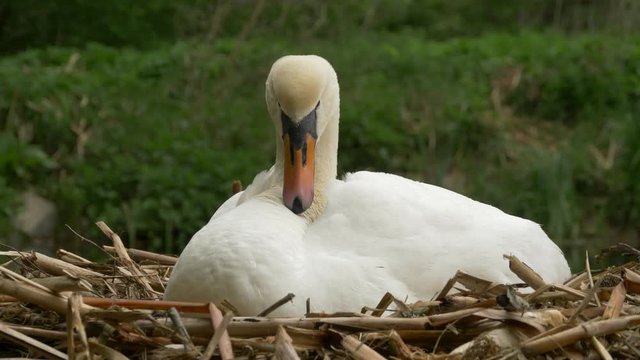 Mute swan in nest - ungraded footage