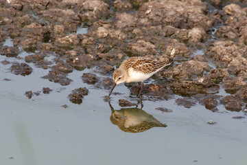 western sandpiper bird