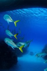 A school of horse eyed jacks slowly swim underneath a dive boat through the tropical warm waters of the Caribbean sea. In the Cayman Islands, sightings of many silver fish underwater are common.