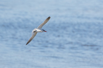 Fototapeta na wymiar Caspian Tern bird
