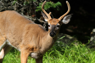 Deer, Moosehead Lake, Maine