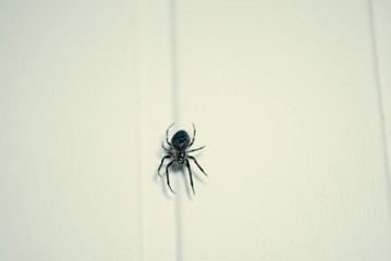 Spider - black spider on white background