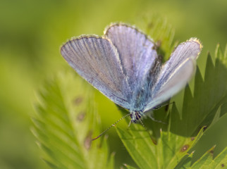 Blauer Schmetterling