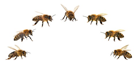 group of bee or honeybee on white background, honey bees