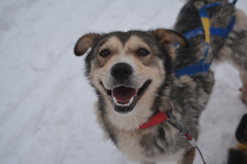 happy dog